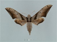 黑帶鷹翅天蛾藏品圖，第1張