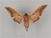 黑帶鷹翅天蛾藏品圖，第2張