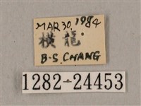 黑帶鷹翅天蛾藏品圖，第3張