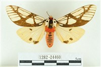 乳白斑燈蛾藏品圖，第1張