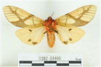 乳白斑燈蛾藏品圖，第2張