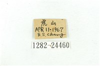 乳白斑燈蛾藏品圖，第3張