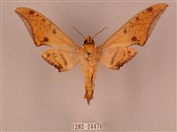 裂斑鷹翅天蛾藏品圖，第2張