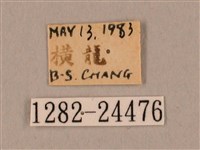 裂斑鷹翅天蛾藏品圖，第3張