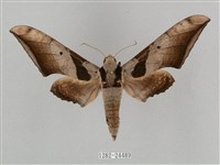 黑帶鷹翅天蛾藏品圖，第1張