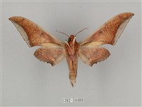 黑帶鷹翅天蛾藏品圖，第2張