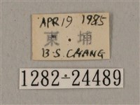 黑帶鷹翅天蛾藏品圖，第3張