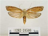 線紋篩蛾藏品圖，第2張