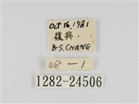 線紋篩蛾藏品圖，第3張