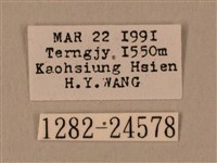 棕綠背線天蛾藏品圖，第3張