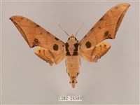 裂斑鷹翅天蛾藏品圖，第1張