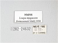 黃豹天蠶蛾藏品圖，第3張