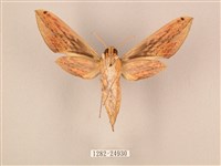 棕綠背線天蛾藏品圖，第2張