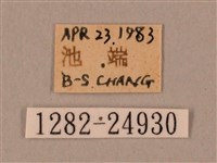 棕綠背線天蛾藏品圖，第3張