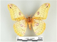 黃豹天蠶蛾藏品圖，第2張