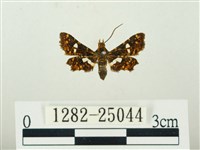 白點小窗蛾藏品圖，第1張