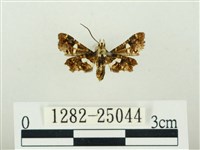 白點小窗蛾藏品圖，第2張