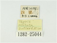 白點小窗蛾藏品圖，第3張