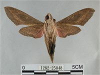 銀條斜線天蛾藏品圖，第2張