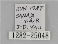 銀條斜線天蛾藏品圖，第3張