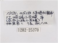 碧翠灰蝶藏品圖，第3張