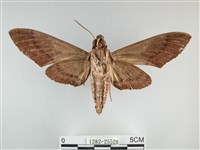 霜天蛾藏品圖，第2張