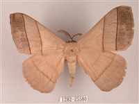 黑胸帶蛾藏品圖，第1張