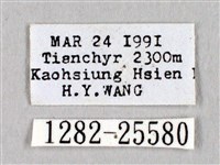 黑胸帶蛾藏品圖，第3張