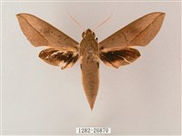 藏斜紋天蛾藏品圖，第1張