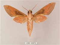 藏斜紋天蛾藏品圖，第2張