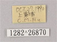 藏斜紋天蛾藏品圖，第3張