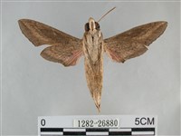 銀條斜線天蛾藏品圖，第2張