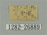 蝦殼天蛾藏品圖，第3張