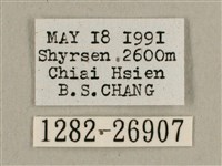 背帶長喙天蛾藏品圖，第3張