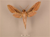 棕綠背線天蛾藏品圖，第2張