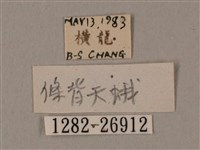 棕綠背線天蛾藏品圖，第3張