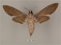 蝦殼天蛾藏品圖，第2張