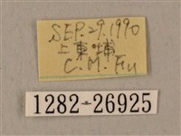 蝦殼天蛾藏品圖，第3張