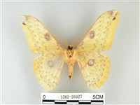 黃豹天蠶蛾藏品圖，第2張