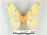 黃豹天蠶蛾藏品圖，第2張