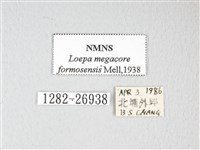 黃豹天蠶蛾藏品圖，第3張