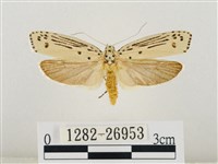 線紋篩蛾藏品圖，第1張