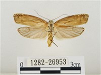 線紋篩蛾藏品圖，第2張