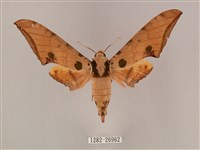 裂斑鷹翅天蛾藏品圖，第1張