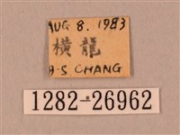 裂斑鷹翅天蛾藏品圖，第3張