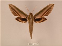 棕綠背線天蛾藏品圖，第1張