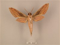 棕綠背線天蛾藏品圖，第2張