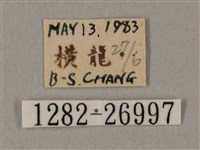 棕綠背線天蛾藏品圖，第3張