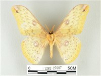 黃豹天蠶蛾藏品圖，第2張