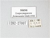 黃豹天蠶蛾藏品圖，第3張